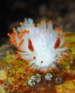 A Limacia cockerelli nudibranch from the front. It is white with orange-tipped cerata.