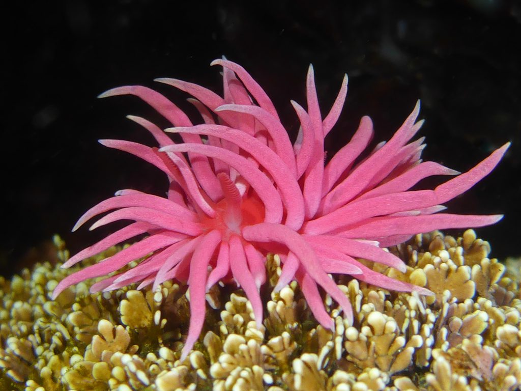 pink okenia rosacea nudibranch