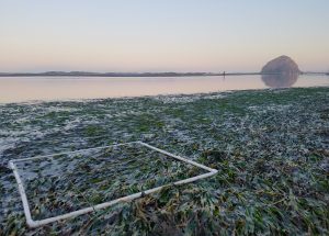 A square white quadrat made from PVC pipe sits on top of a patch of dense eelgrass. Morro Rock and the bay are in the background. The water is rosy with first light.