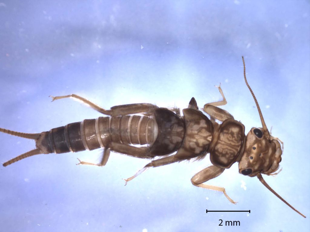 A closeup of a stonefly nymph. The types and numbers of macroinvertebrates found factor in to the overall bioassement survey results for a certain stretch of creek.