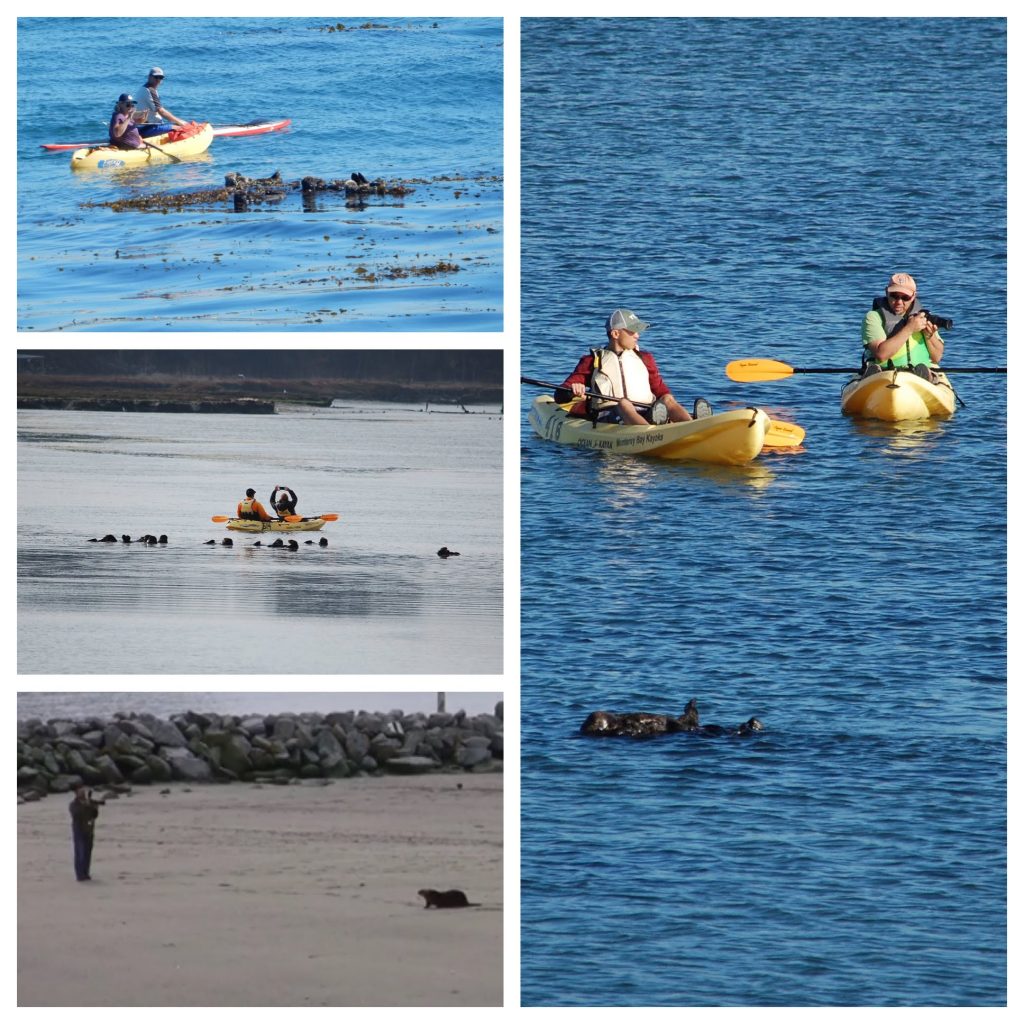 In the course of collecting data on the effects of recreation on sea otters, we frequently see photo-takers of all types involved in causing disturbance. Photo courtesy Sea Otter Savvy