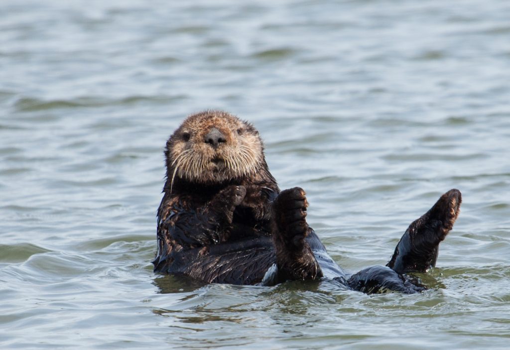 Alert, head raised, looking directly at the camera/photographer--this sea otter shows the early signs of a flight response. Photo by anonymous source, used with permission. 