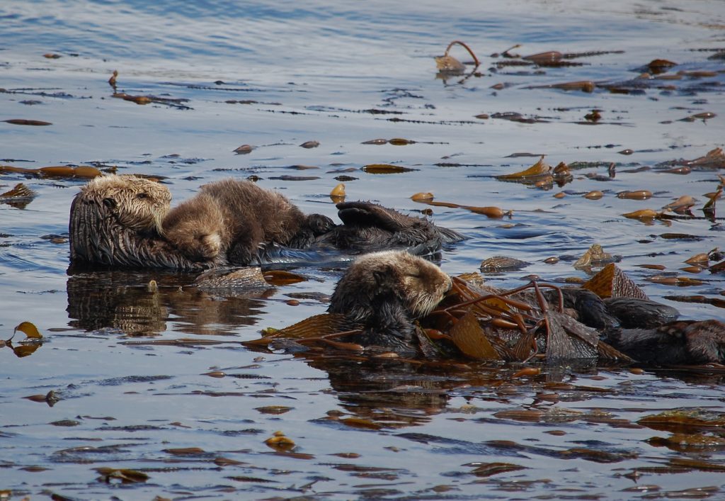 A discriminating eye can identify photos of sea otters that feature natural, undisturbed behaviors. Photo credit Gena Bentall Taken from shore, from 60 meters away, with 300mm zoom. Naps disturbed = 0.