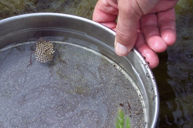 Giant Water Bugs, also known as “Toe-Biters,” are large invertebrate predators with a powerful bite! Females typically deposit their eggs onto the males’ back, and the male “Toe-Biter” keeps the eggs safe until they hatch.