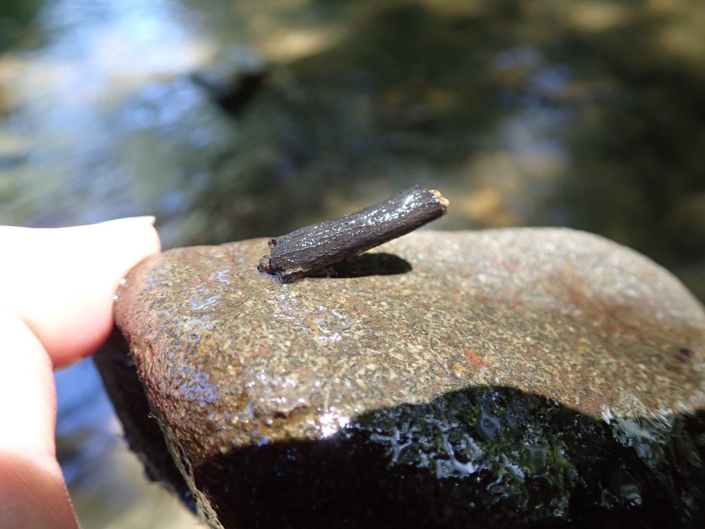 Caddisfly on big rock