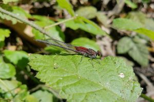 damselfly