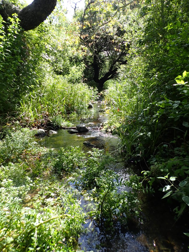 While we are always excited to get out into our creeks, we doubly appreciated it this year. The surveys were a chance for us to venture out of our makeshift home offices and served as a good reminder of why we do the work that we do.