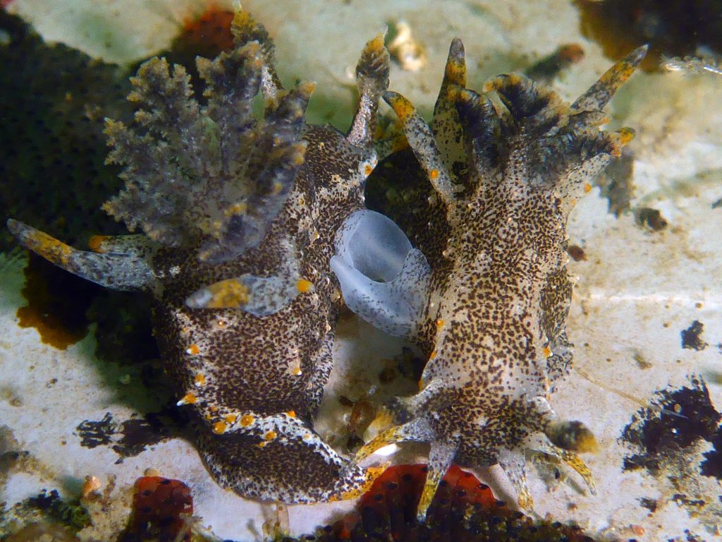 Two Polycera hedgpethi nudbranchs 