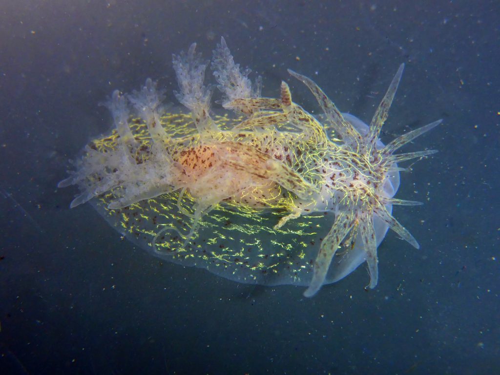 A Dendronotus orientalis nudibranch is shown from above. It is translucent with yellow-gold streaks and peach coloring in a patch on the middle of its back. It faces to the right of the frame.