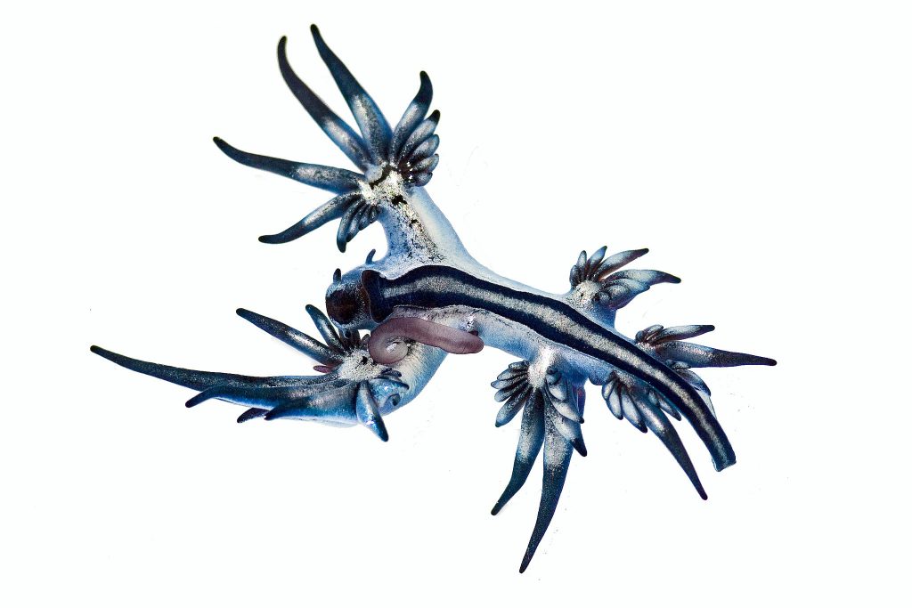 A Glaucus atlanticus nudibranch washed up on a beach in Queensland Australia. 