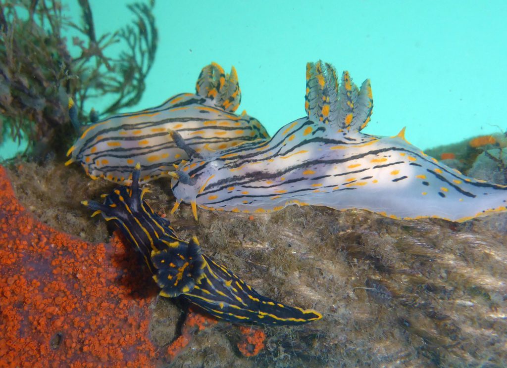 Three Polycera atra nudibranchs face left. Two larger individuals are mostly white with black stripes and orange dotted coloring. A smaller individual below and to the left of these individuals is mostly black with orange stripes and some grey/white streaks. 