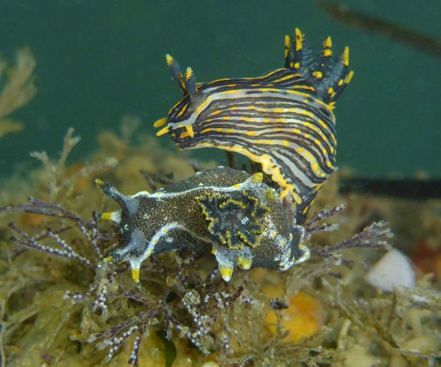 Polycera atra (top) and Polycera hedgpethi on Bugula brozoan prey San Luis Obispo County, California