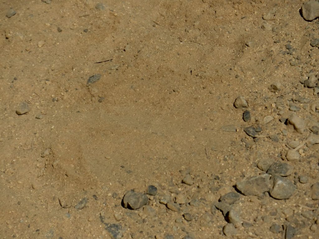 This black bear track was photographed in Trinity National Forest by Josh Gross. Shared here via Flickr under Creative Commons License.