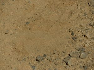 This black bear track was photographed in Trinity National Forest by Josh Gross. Shared here via Flickr under Creative Commons License.