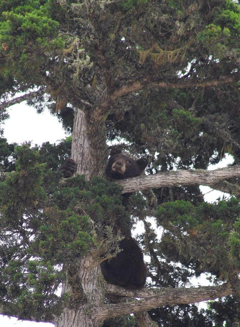 A black bear climbed a tree in Los Osos. Photograph copyright Ashbrd, https://www.instagram.com/ashbrd/?hl=en