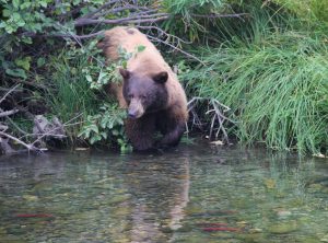This black bear, which, like some of the species is actually a cinnamon-brown color, wades into Taylor Creek to catch Kokanee salmon.