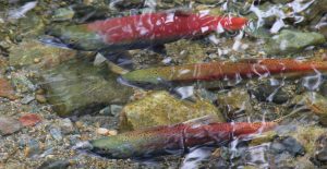 Kokanee salmon like these spawn in Taylor Creek in Lake Tahoe every fall. Photograph by Rose Davies via Flickr, shared under a Creative Commons license.