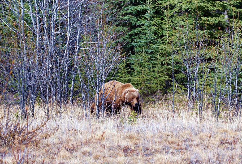 A large brown ber walks across grass. There are evergreen trees in the background and leafless tress in the foreground. It looks ahead.