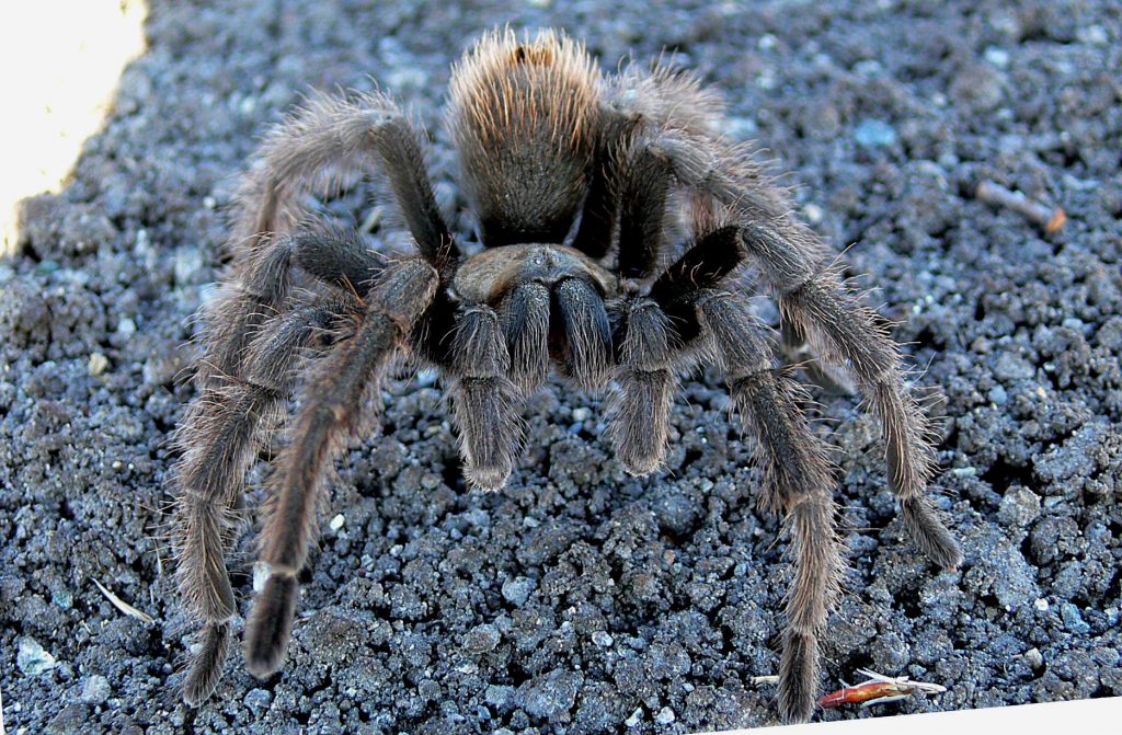 Tarantula Math Where Folklore Meets Meteorology 