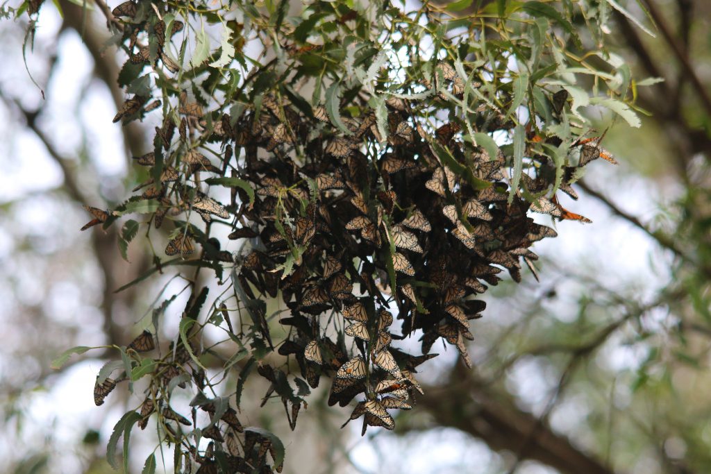 Butterflies cluster on trees a the Pismo Butterfly grove. Their wings look orange brown and they resemble dead leaves. 