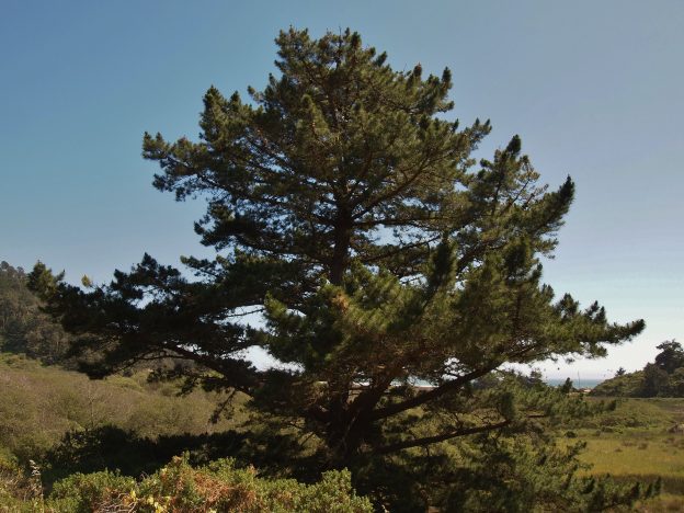 Monterey Pine