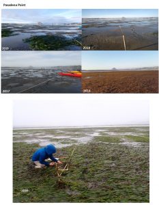 Eelgrass monitoring near Pasadena Point from 2014 to 2020. The photo from 2014 illustrates the lack of eelgrass and the extensive coverage of the area by red algae. The site had bare mudflats in 2017 and 2018. Starting in 2019, some patches of eelgrass have formed. Staff was excited to see the expansion of eelgrass during the 2020 monitoring.
