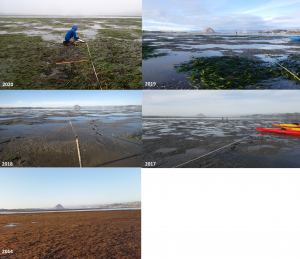 Eelgrass monitoring near Pasadena Point from 2014 to 2020. The photo from 2014 illustrates the lack of eelgrass and the extensive coverage of the area by red algae. The site had bare mudflats in 2017 and 2018. Starting in 2019, some patches of eelgrass have formed. Staff was excited to see the expansion of eelgrass during the 2020 monitoring.