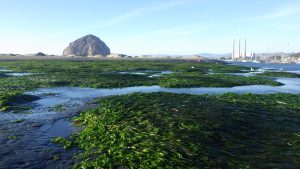 Eelgrass bed near Morro Rock.