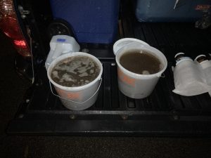 The stormwater samples appear very dark in color due to the high levels of sediment they contain. The technicians first collected runoff in the large containers on the left and then poured it into the smaller sample jars pictured on the right. After collection, the samples were stored on ice and then sent to a lab for analysis.