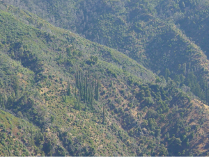 Santa Lucia firs are the tall, skinny trees in the center of this vista from Cone Peak in Big Sur. Photograph by Chris Hamma.