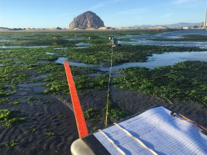 Monitoring eelgrass at a site near Morro Rock in December 2020.