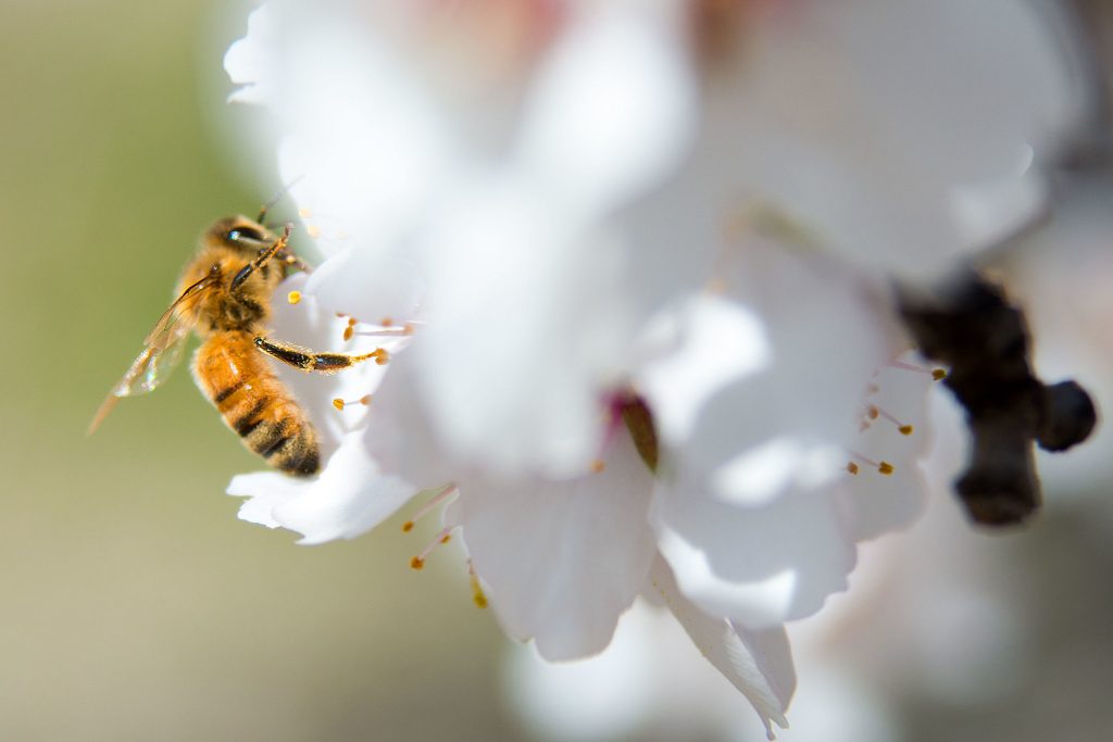 A bee on a white flower. The bee is dark yellow and black. The flower is white and out of focus. The camera focuses in on the bee.