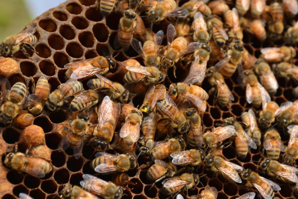 Many bees on a honeycomb. One bee, marked with a yellow dot, is the queen.