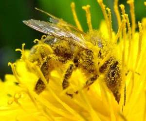 A bee covered in pollon from mouth to stinger sips nectar from a flower. The flower is yellow and the bee is between the many stamens in the blossom.