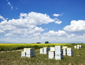 Boxes containing bees, for pollation, beside a field in Rio Grande County, Colorado - Original image from Carol M. Highsmith’s America, Library of Congress collection. Digitally enhanced by rawpixel.