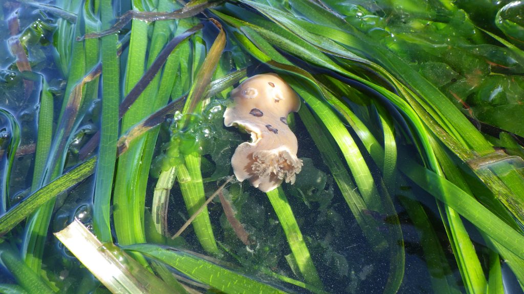 A San Diego Dorid in eelgrass.