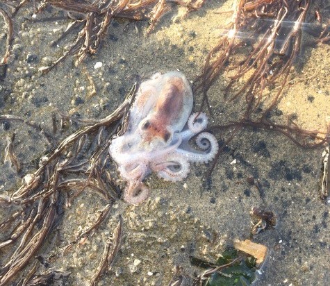 Estuary Program staff saw this juvenile two-spot octopus (octopus bimaculoides) during eelgrass monitoring near Morro Rock.