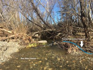 This photo shows how a large storm event has changed a section of channel along Chorro Creek. The blue line shows the previous secondary channel, which now has been re-routed into a single channel due to debris build-up.