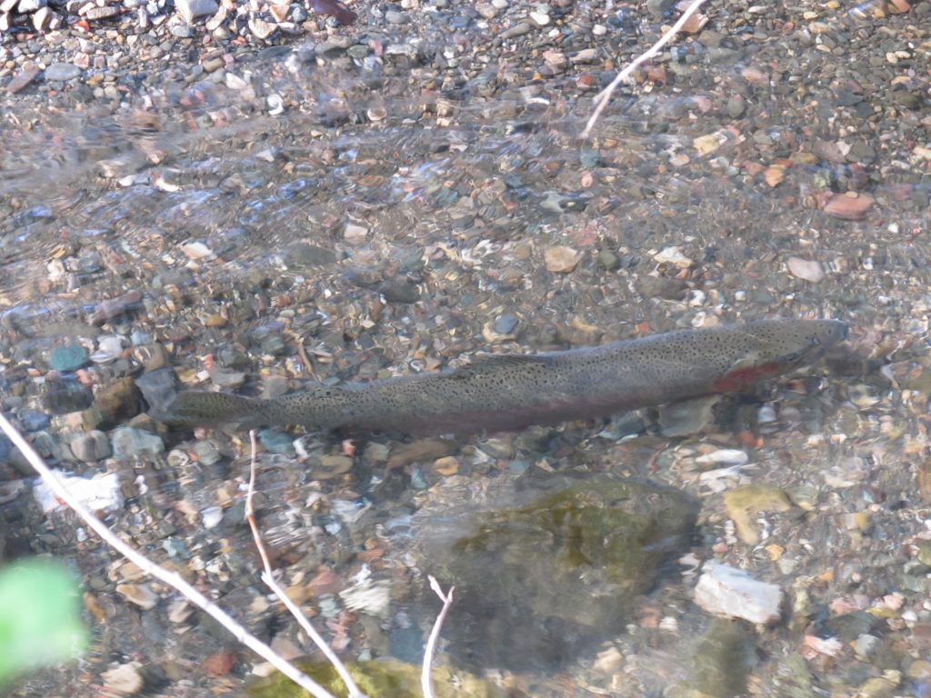 Steelhead trout are a species of concern in the Morro Bay watershed. High flows can help Steelhead migrate during spawning season. Photograph copyright Nick Fernella. 