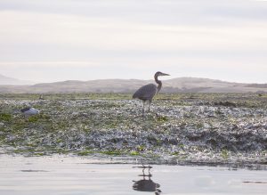 Eelgrass provides refuge and foraging opportunities for marine wildlife, including the heron and gulls pictured here.