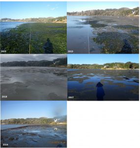 This photo shows a time series from one of our eelgrass monitoring sites near State Park Marina in Morro Bay that has seen more eelgrass than we’ve ever documented!