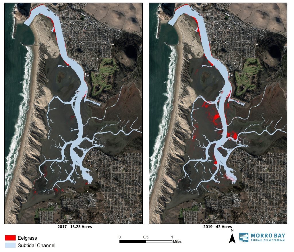 Eelgrass acreage has more than tripled in Morro Bay since 2017. This map compares the extent of eelgrass in 2017 (13.25 acres) and in 2019 (42 acres). 