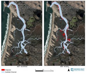 Eelgrass acreage has more than tripled in Morro Bay since 2017. This map compares the extent of eelgrass in 2017 (13.25 acres) and in 2019 (42 acres).