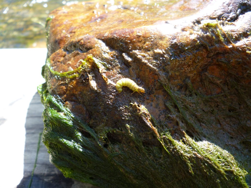 ] This photo shows a picture of a free-living caddisfly found during a bioassessment site scout on Chorro Creek. 