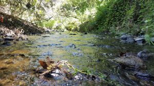 Low flow in our local creeks has fast tracked bioassessment season planning. Estuary Program staff will begin conducting surveys in mid-April, nearly a month earlier than usual.