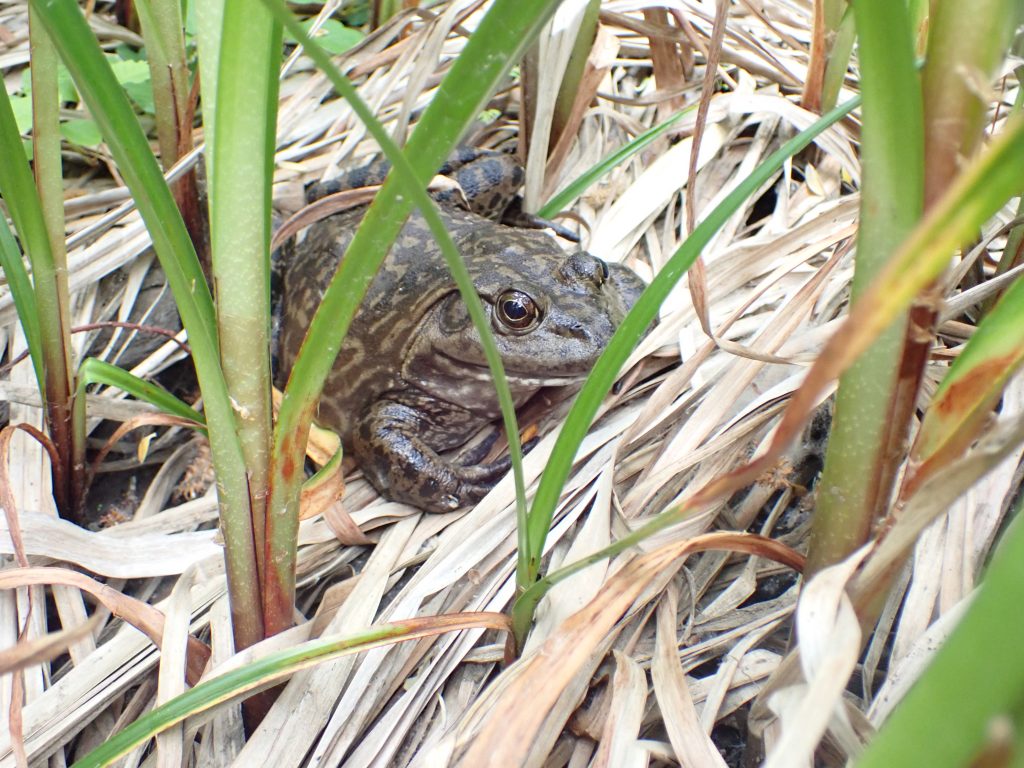 This photo shows an American bullfrog found during a bioassessment survey on Chorro Creek. This sighting has been reported, as bullfrogs are highly invasive in California.