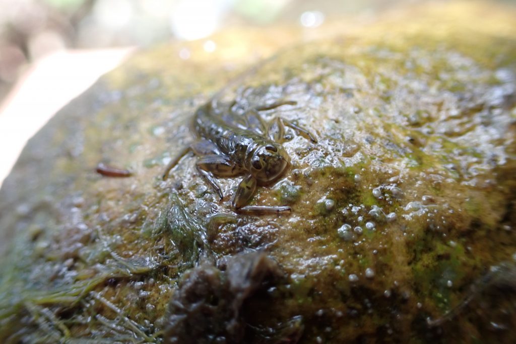 Stoneflies are indicators of good water quality, as they cannot survive in highly polluted waters. This photo shows a stonefly nymph found on San Luisito Creek.