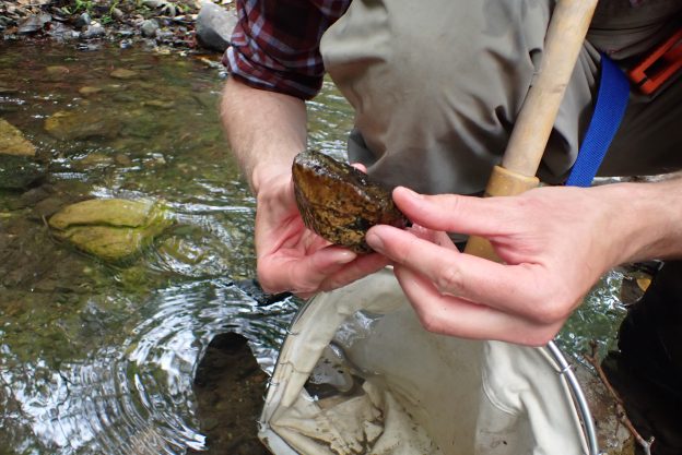 Staff member holds a rock during bioassessment