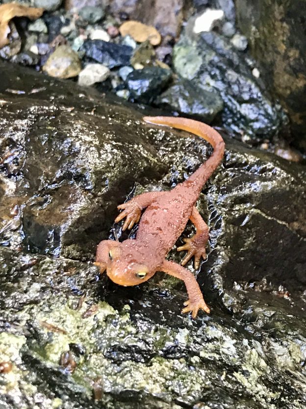 An adult California newt stands on rocks in a stream in the Morro Bay estuary watershed. It is orange with yellow eyes.