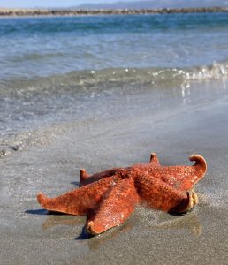 An orange bat star with six legs rests on the wet sand.